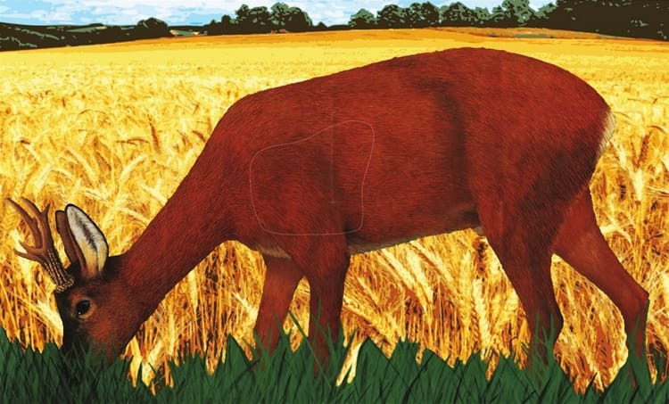 Skydeskive med rådyrmotiv, som bruges til buejagtprøven i Danmark — afstande op til 25 meter.