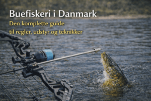 Buefiskeri i Danmark med compoundbue og fisk fanget i lavt vand