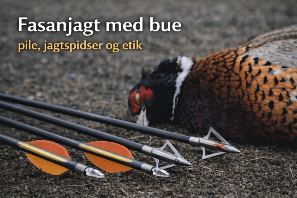 Fasan nedlagt ved buejagt med pile og fastbladede jagtspidser