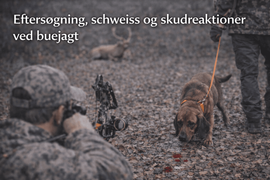 Schweisshund følger blodspor under eftersøgning efter anskudt hjortevildt ved buejagt