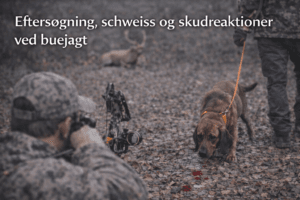 Schweisshund følger blodspor under eftersøgning efter anskudt hjortevildt ved buejagt