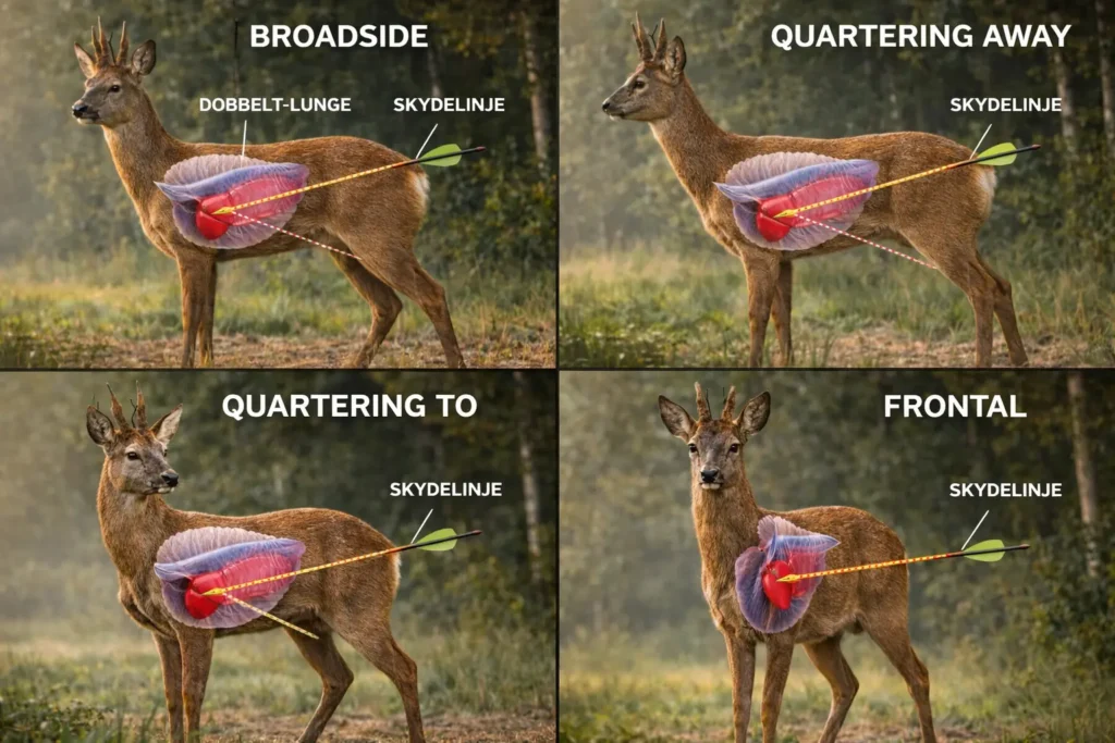 Illustration af korrekt og forkert skudplacering på råbuk med bue i fire vinkler: broadside, quartering away, quartering to og frontal, med markering af vitale organer og skydelinje.